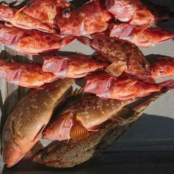 遊漁船 家入 釣果