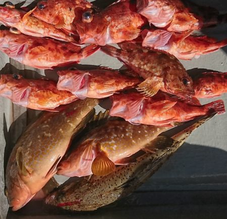 遊漁船 家入 釣果