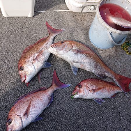 ARCADIAⅡ (アルカディアⅡ) 釣果