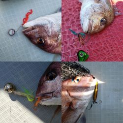 シーライオン 釣果