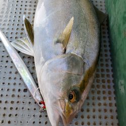 サンマリン 釣果