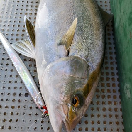 サンマリン 釣果