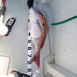 シーライオン 釣果