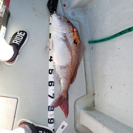 シーライオン 釣果