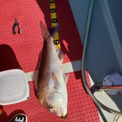 シーライオン 釣果