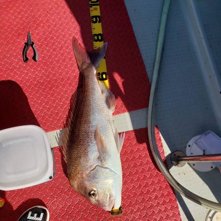 シーライオン 釣果