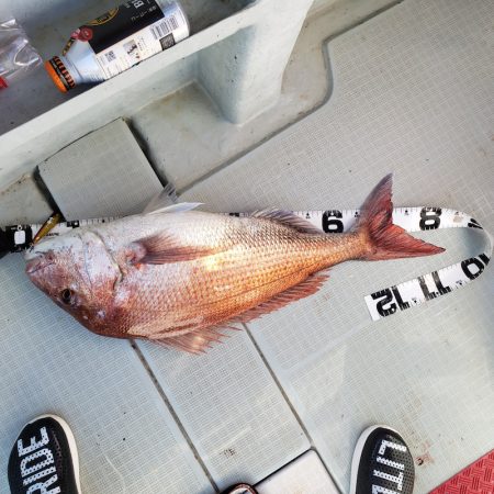 シーライオン 釣果