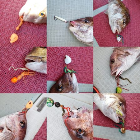 シーライオン 釣果