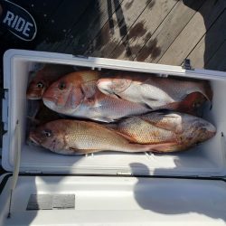 シーライオン 釣果