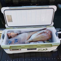 シーライオン 釣果