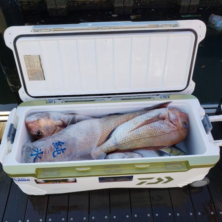 シーライオン 釣果