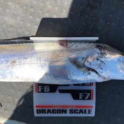 フィッシング　キッタカ 釣果