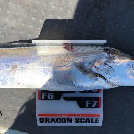 フィッシング　キッタカ 釣果