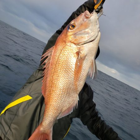 シーライオン 釣果