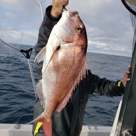 シーライオン 釣果