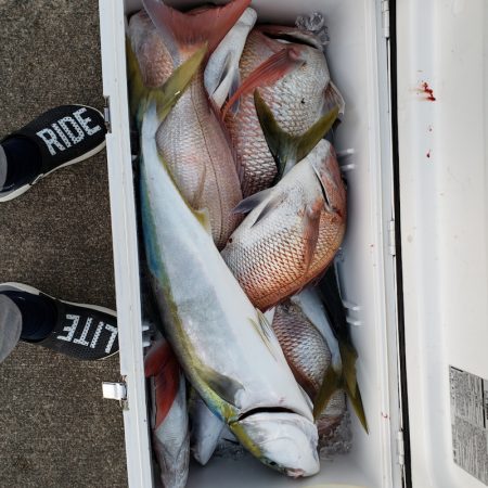 シーライオン 釣果