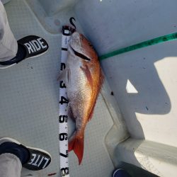 シーライオン 釣果