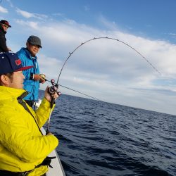 シーライオン 釣果