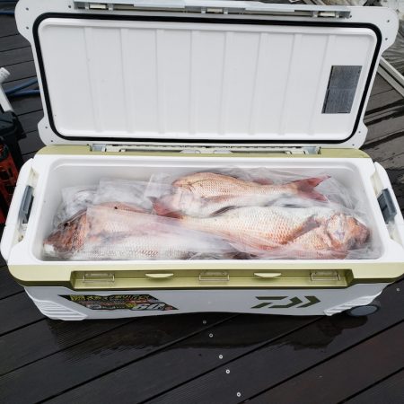 シーライオン 釣果