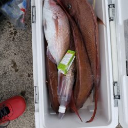 シーライオン 釣果