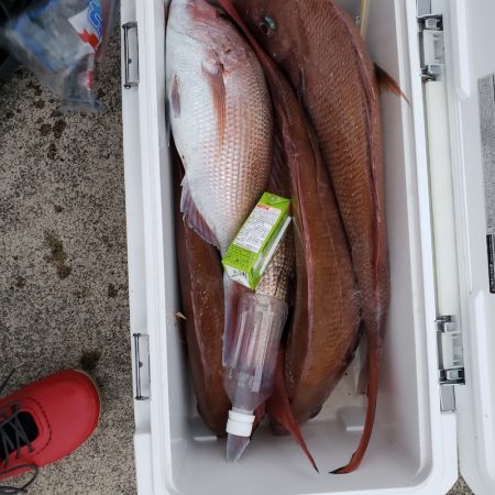 シーライオン 釣果