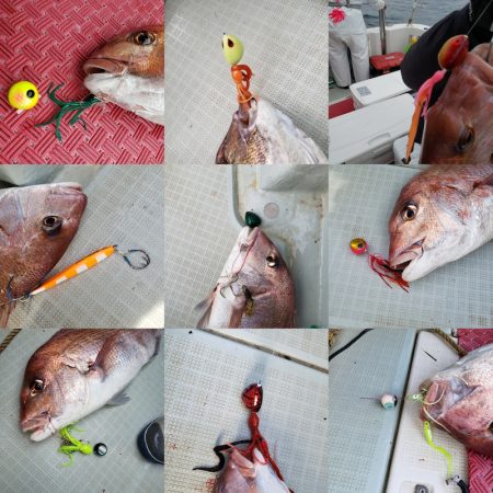 シーライオン 釣果