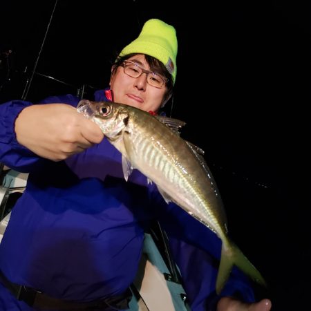 シーライオン 釣果