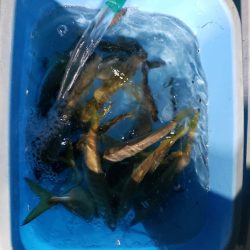 シーライオン 釣果