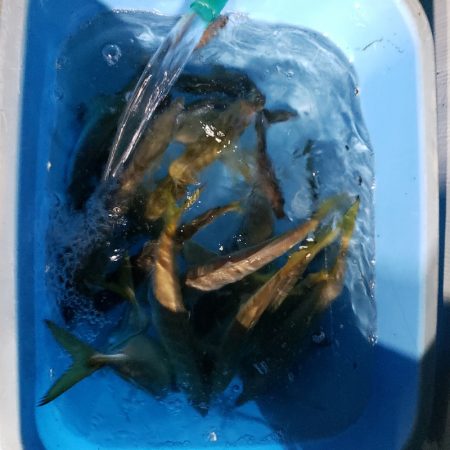 シーライオン 釣果