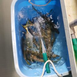 シーライオン 釣果