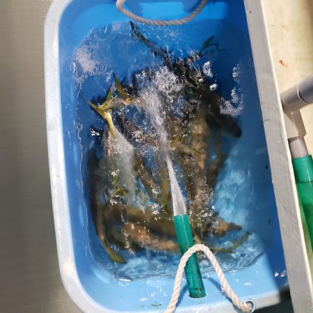 シーライオン 釣果