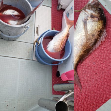 シーライオン 釣果