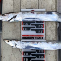 フィッシング キッタカ 釣果