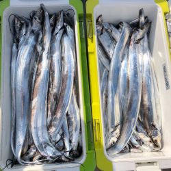 フィッシング キッタカ 釣果