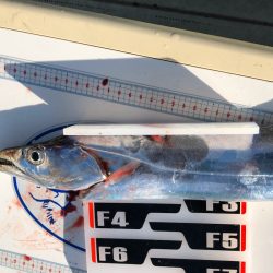 フィッシング キッタカ 釣果