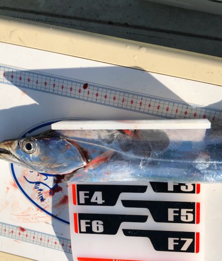 フィッシング キッタカ 釣果