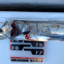 フィッシング キッタカ 釣果