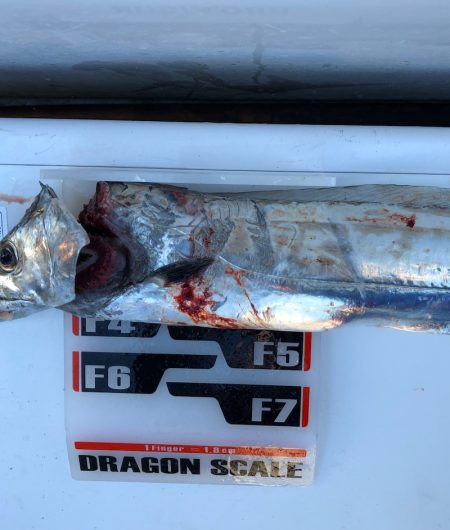 フィッシング キッタカ 釣果