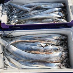 フィッシング キッタカ 釣果