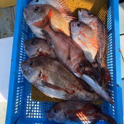 フィッシング キッタカ 釣果