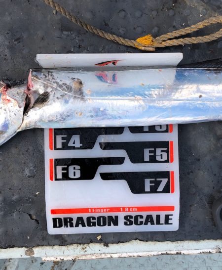 フィッシング　キッタカ 釣果