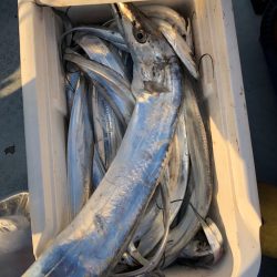 フィッシング　キッタカ 釣果