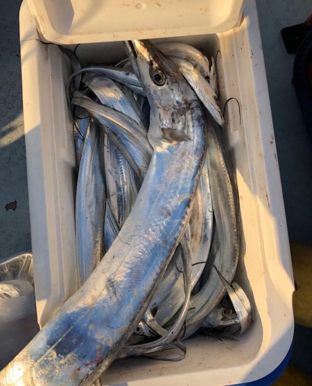 フィッシング　キッタカ 釣果