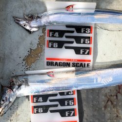 フィッシング キッタカ 釣果