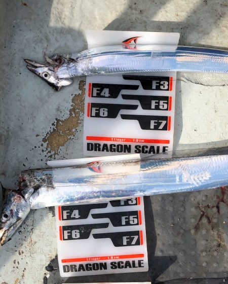 フィッシング キッタカ 釣果