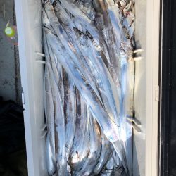 フィッシング キッタカ 釣果