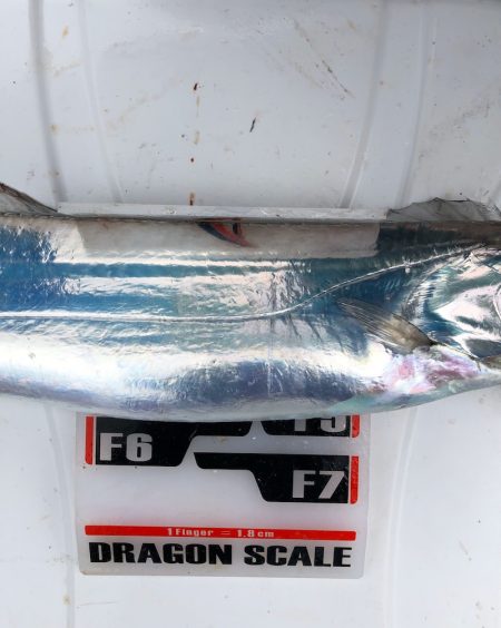 フィッシング キッタカ 釣果