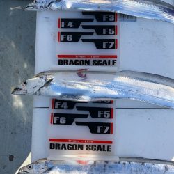 フィッシング キッタカ 釣果