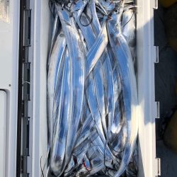 フィッシング キッタカ 釣果