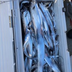 フィッシング キッタカ 釣果